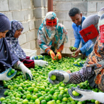 برداشت لیموترش از ۲۵۰ هکتار باغ در شمیل بندرعباس آغاز شد