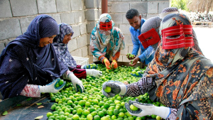 برداشت لیموترش از ۲۵۰ هکتار باغ در شمیل بندرعباس آغاز شد