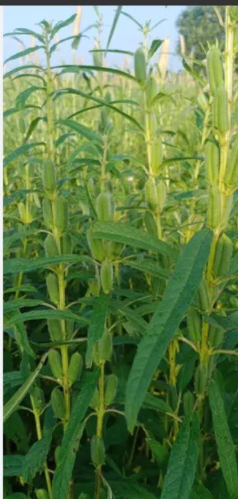 پیش‌بینی کشت ۴۰ هکتار کنجد در فین بندرعباس