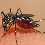 آگاهی‌بخشی؛ سلاح مقابله با تب دنگی در هرمزگان