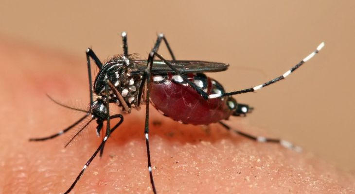 آگاهی‌بخشی؛ سلاح مقابله با تب دنگی در هرمزگان