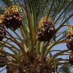 هرمزگان، قطب مهم تولید خرما در کشور با تکیه بر فناوری‌های نوین و پتانسیل‌های اقلیمی