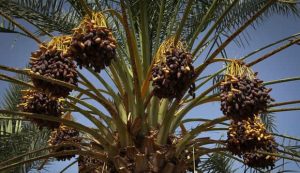 هرمزگان، قطب مهم تولید خرما در کشور با تکیه بر فناوری‌های نوین و پتانسیل‌های اقلیمی