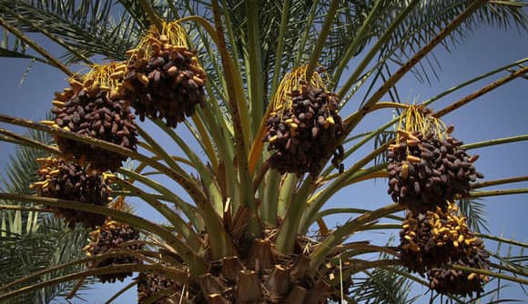 هرمزگان، قطب مهم تولید خرما در کشور با تکیه بر فناوری‌های نوین و پتانسیل‌های اقلیمی