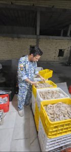 کشف ۵۳۶ کیلوگرم میگوی صید شده غیرمجاز در ایام دریابست هرمزگان