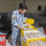 کشف ۵۳۶ کیلوگرم میگوی صید شده غیرمجاز در ایام دریابست هرمزگان