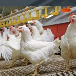 تولید بیش از ۱۱ هزار تن گوشت مرغ در بندرعباس طی نیمه نخست سال جاری