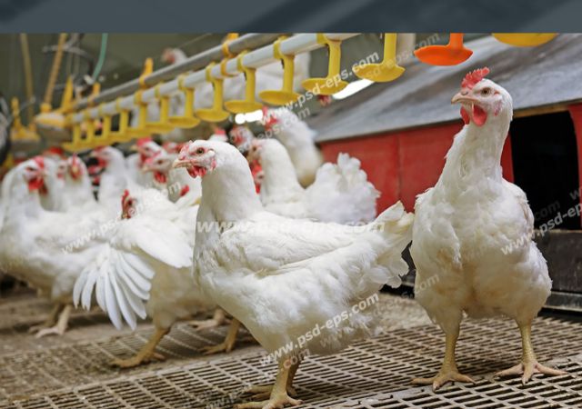 تولید بیش از ۱۱ هزار تن گوشت مرغ در بندرعباس طی نیمه نخست سال جاری