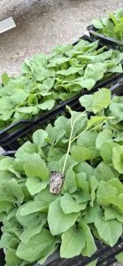 آغاز کشت نشاء بادمجان در شهرستان رودان