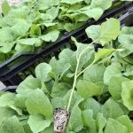 آغاز کشت نشاء بادمجان در شهرستان رودان