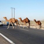 ضرب‌الاجل ۲ هفته‌ای فرماندار جاسک برای شناسایی شترداران و تعیین ساربان