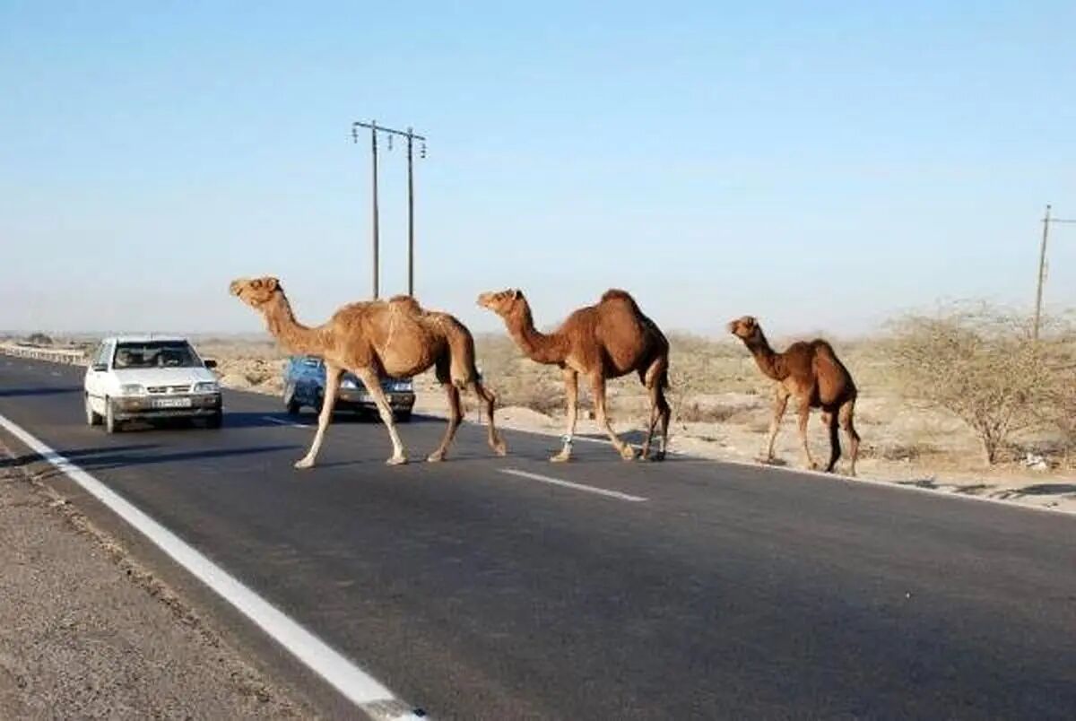 ضرب‌الاجل ۲ هفته‌ای فرماندار جاسک برای شناسایی شترداران و تعیین ساربان