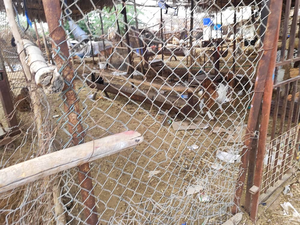 پلمب كشتارگاه دام بندرعباس