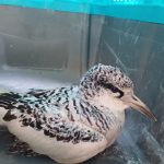 ثبت گونه کمیاب نوک سرخ دریایی در استان هرمزگان