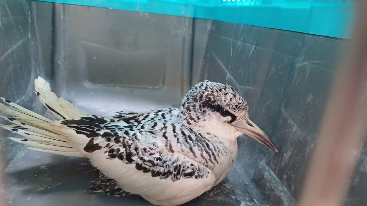 ثبت گونه کمیاب نوک سرخ دریایی در استان هرمزگان