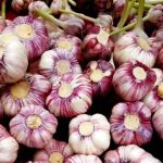 آغاز کشت سیر از اراضی کشاورزی بشاگرد