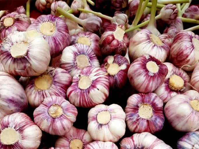 آغاز کشت سیر از اراضی کشاورزی بشاگرد