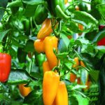 آغاز کاشت فلفل دلمه ای در شهرستان رودان