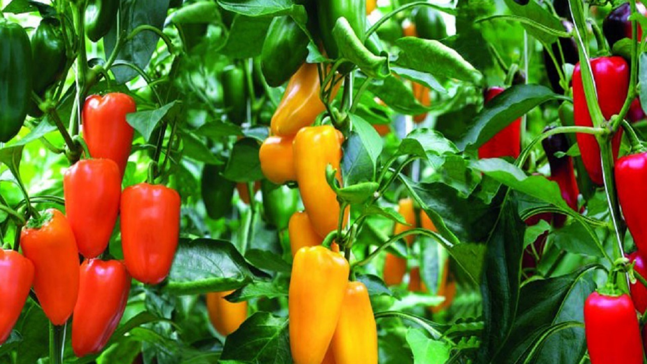 آغاز کاشت فلفل دلمه ای در شهرستان رودان