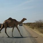 توقیف ۱۱ شتر سرگردان در جاسک؛ هشدار قضایی به مالکان متخلف