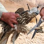 شکارچیان پرندگان شکاری در جاسک به دام قانون افتادند