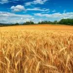 آغاز طرح بیمه فراگیر گندم سطح غرامت در هرمزگان